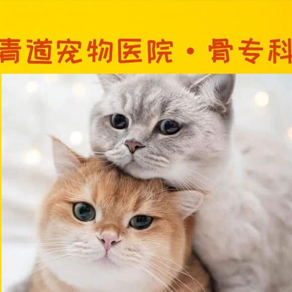 青道宠医·24小时·综合中心医院:上海城区青浦区青浦城区附近