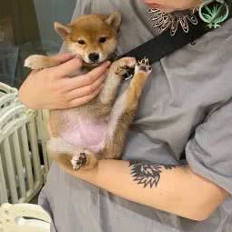 太禾柴犬豆柴:上海城区青浦区徐泾附近