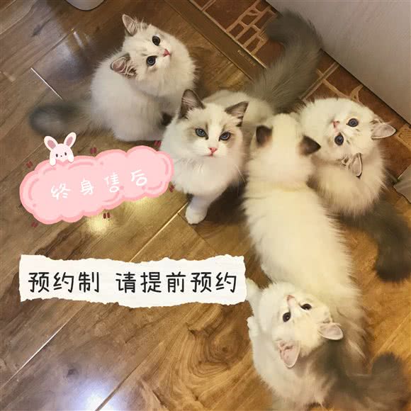 Emmas Doll 玩偶·矮脚猫舍工作室:上海城区青浦区徐泾附近