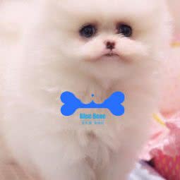 BlueBone宝乐堡宠物(湖心别墅店):上海城区青浦区赵巷镇附近