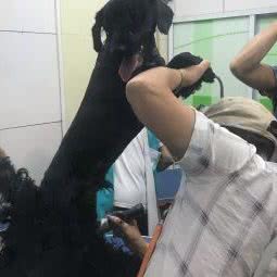 晓刘宠物:上海城区青浦区赵巷镇附近