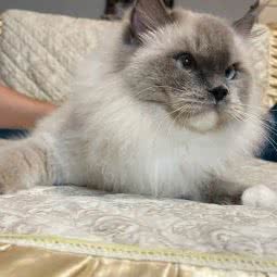 小番薯布偶猫舍:上海城区青浦区赵巷镇附近