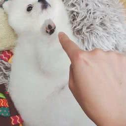 021博美犬舍:上海城区青浦区华新镇附近