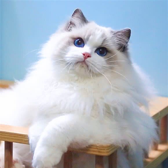 牡丹猴子苑·布偶猫金渐层猫舍:上海城区青浦区虹桥枢纽周边区附近