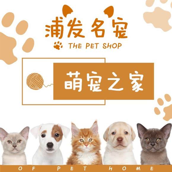 浦发名宠?猫狗专卖柴犬:上海城区奉贤区南桥附近