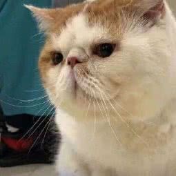 骐奇宠物诊疗:上海城区奉贤区南桥附近