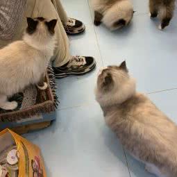 春之喵屋宠物生活馆:南京市玄武区苜蓿园附近