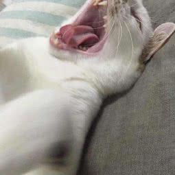 猫阿姨宠物店:南京市秦淮区新街口地区附近