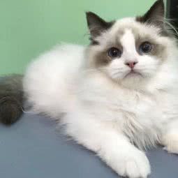 猫罐罐(老门东店):南京市秦淮区夫子庙地区附近