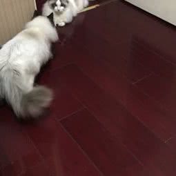 爱哆宠物:南京市秦淮区升州路/集庆路附近