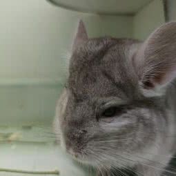 耗子家的的龙猫小宠店:南京市秦淮区升州路/集庆路附近