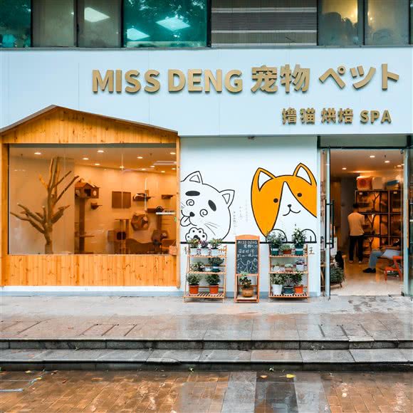MISS DENG 宠物·猫公馆猫舍?撸猫:南京市秦淮区秦虹村/中华门附近