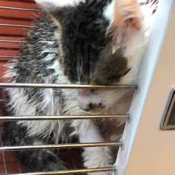 遇见·猫:南京市建邺区奥体中心附近