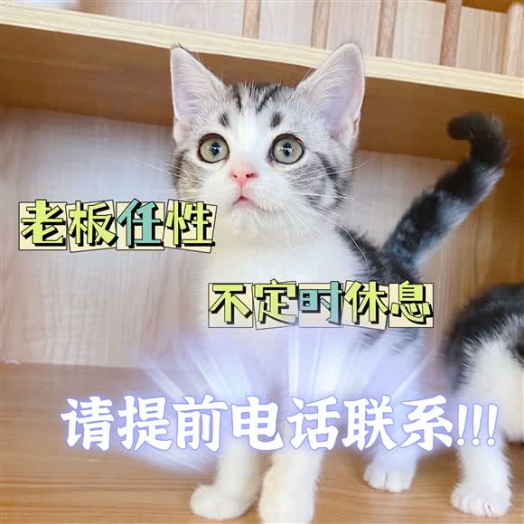 猫式会社:南京市建邺区奥体中心附近