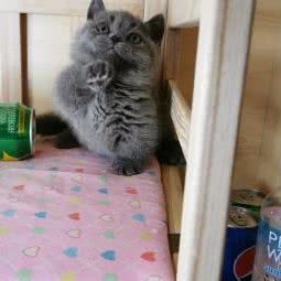 名猫小猫宠物猫舍:南京市建邺区国际博览中心/元通附近