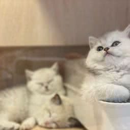 它宅pets宠物生活馆:南京市建邺区茶南美食/万达金街附近
