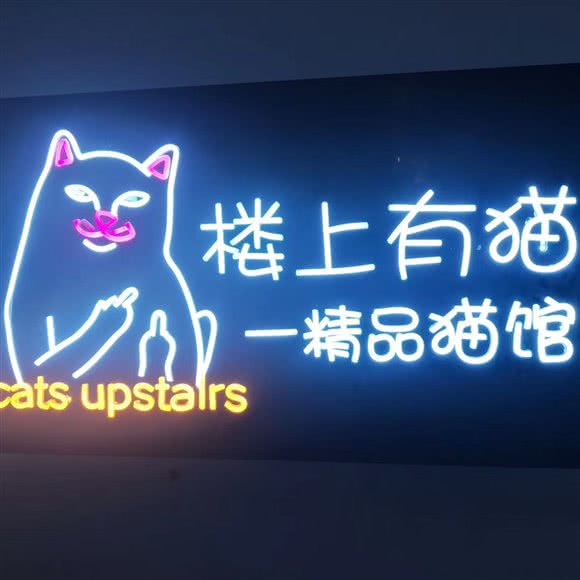 楼上有猫精品猫馆:南京市鼓楼区山西路/湖南路附近