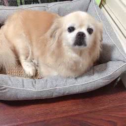 小佩宠物:南京市鼓楼区草场门/龙江附近