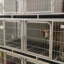 宠小悟宠物店:南京市鼓楼区草场门/龙江附近