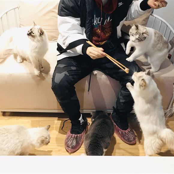 白日梦猫舍:南京市鼓楼区草场门/龙江附近