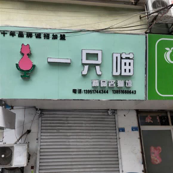 一只喵精品名猫馆:南京市鼓楼区三牌楼附近