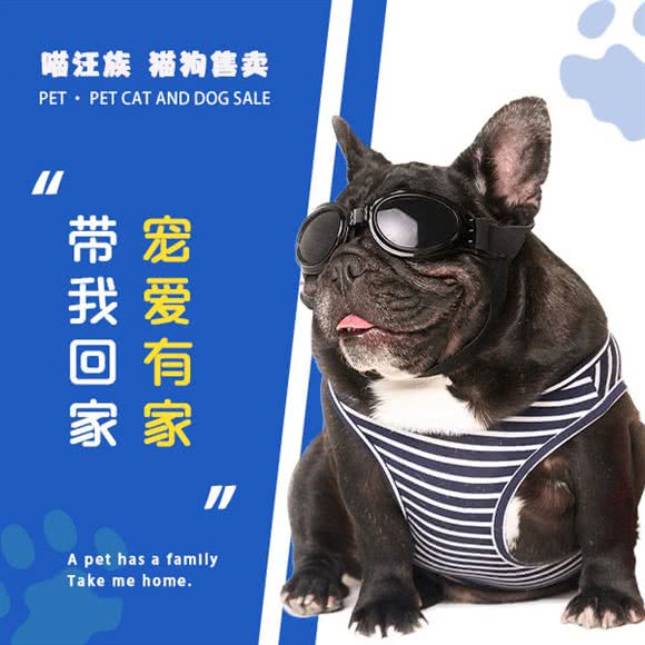 喵汪族 猫狗售卖:南京市栖霞区摄山附近