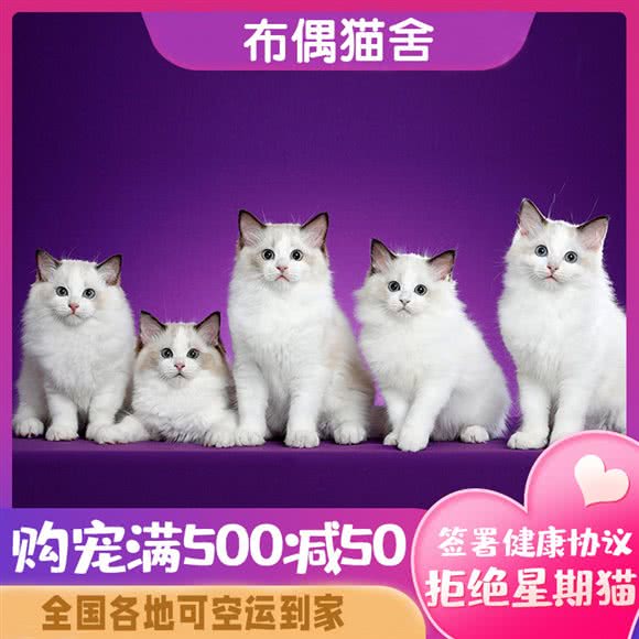布偶猫舍(百家湖店):南京市江宁区百家湖附近