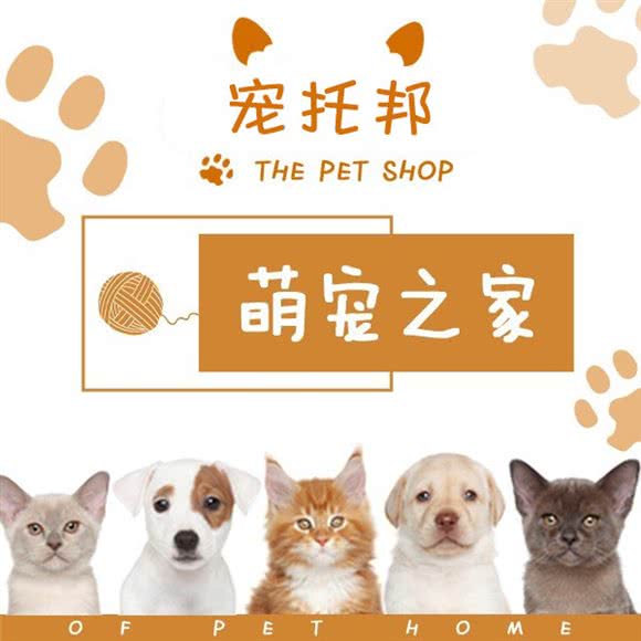 宠托邦猫狗活体售卖:南京市江宁区江宁万达附近