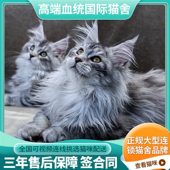 汤圆国际性高端名猫舍:南京市江宁区江宁金鹰/1912附近
