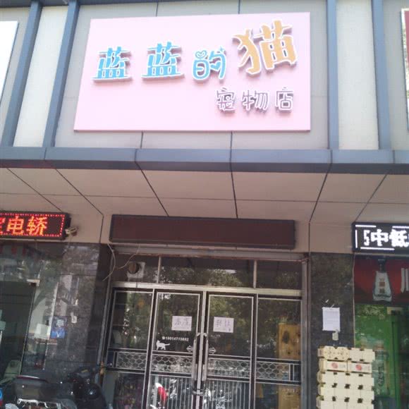 蓝蓝的猫宠物店:南京市江宁区东山镇附近