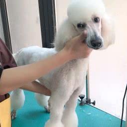 宠爱佳宠物生活馆:南京市江宁区东山镇附近