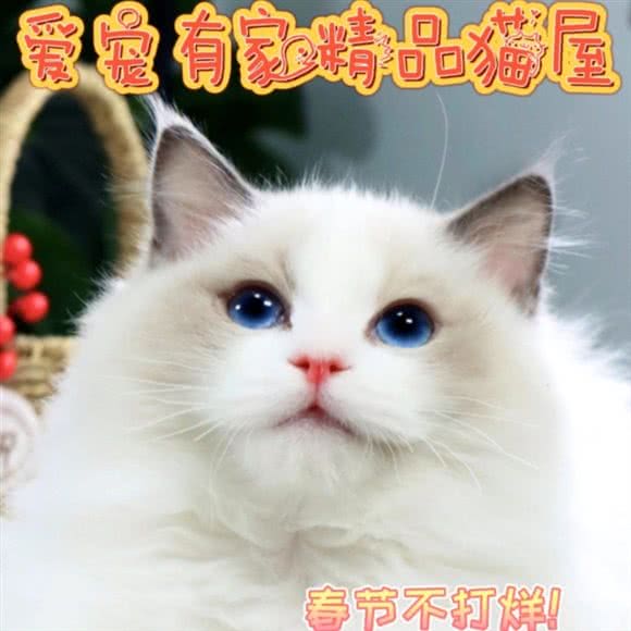 爱宠有家精品猫屋:南京市江宁区江宁科学园附近