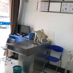 恒康宠物医院(江宁店):南京市江宁区江宁科学园附近