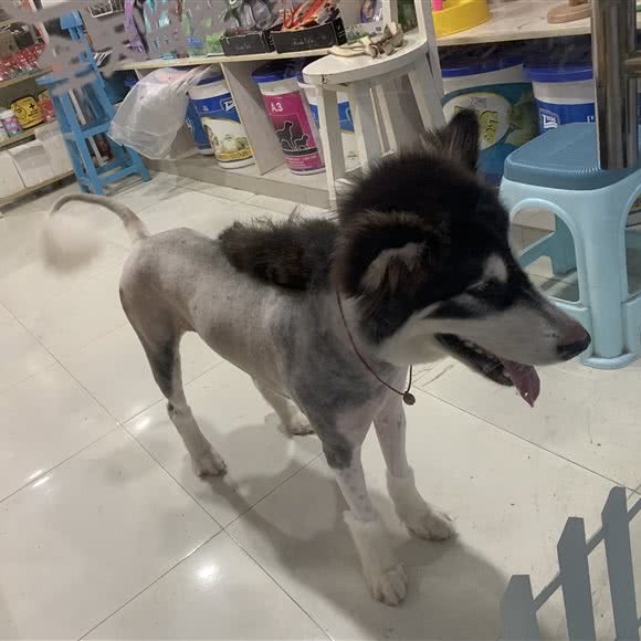 爱宠生活馆:南京市江宁区麒麟门附近