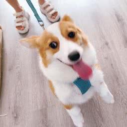 圣宠宠物店(秀林水苑店):南京市六合区雄州附近