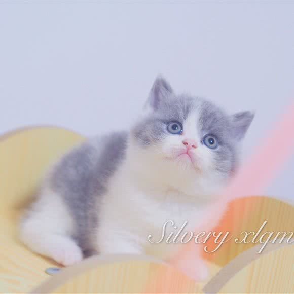 Silvery xlqm英短猫舍:南京市溧水区溧水区附近