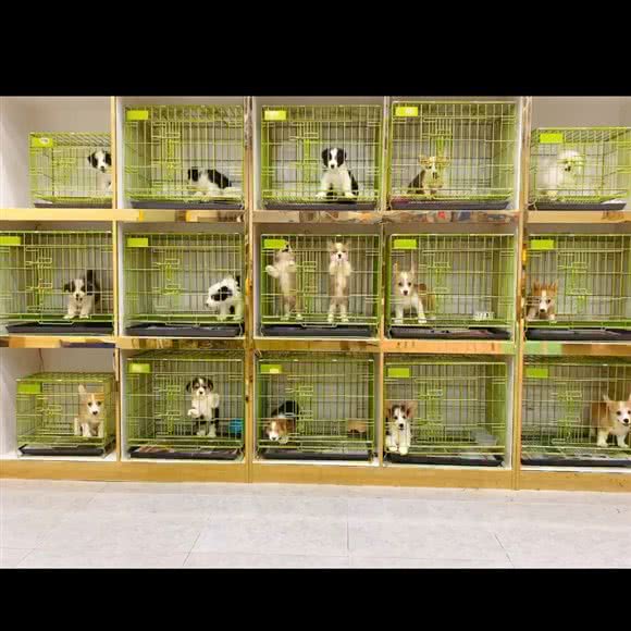 耀眼宠物*幼宠基地:无锡市锡山区东北塘附近