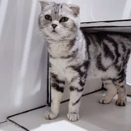 猫十亿猫室:无锡市锡山区港下附近
