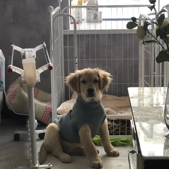 发财宠物店の猫屋子:无锡市滨湖区中桥/湖滨商业街附近