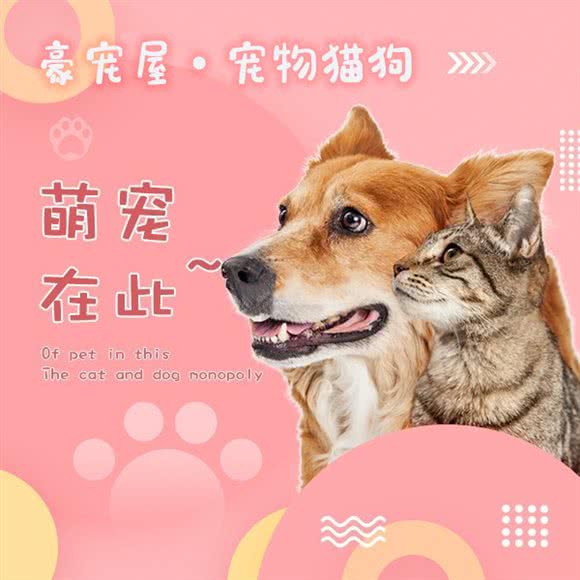 豪宠屋·宠物猫猴子:无锡市滨湖区落霞苑/华庄附近