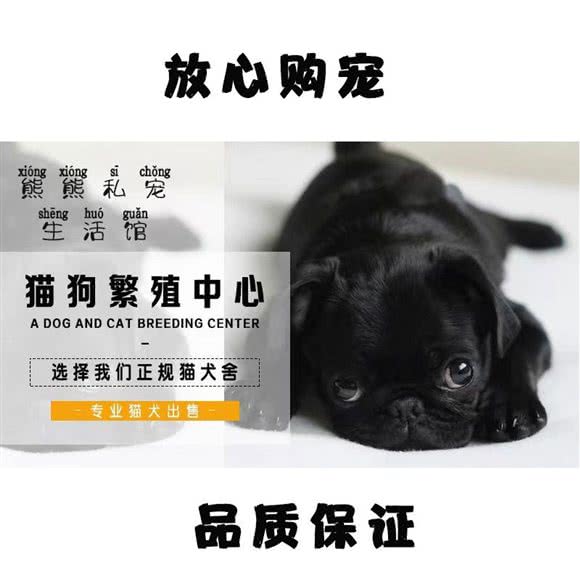熊熊私宠生活馆:无锡市滨湖区万科酩悦/东绛附近