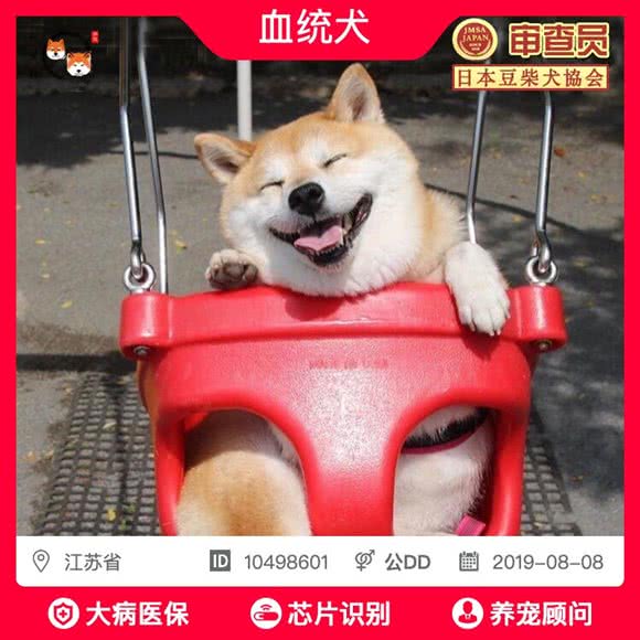 泓诚柴犬·豆柴犬专业繁育舍(惠山店):无锡市滨湖区太湖学院附近