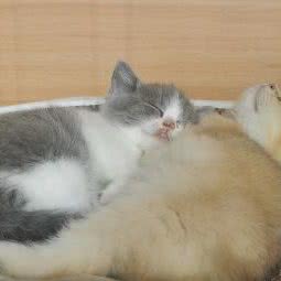 骑猫去遛狗:无锡市滨湖区梁溪路附近