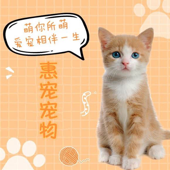 惠宠狗狗:无锡市梁溪区广益附近