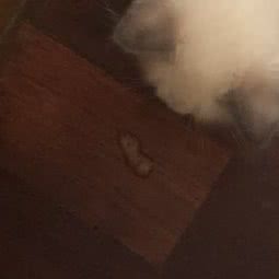 猫太郎宠物:无锡市梁溪区茂业天地/太湖广场附近