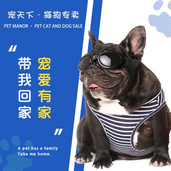 宠天下·猫狗专卖:无锡市新吴区新地假日广场附近