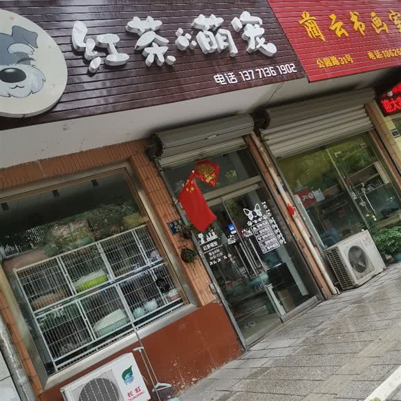 红茶萌宠:无锡市宜兴市和桥镇附近