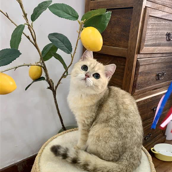 有猫在·猫咖布偶猫舍:徐州市鼓楼区徐州老火车站附近