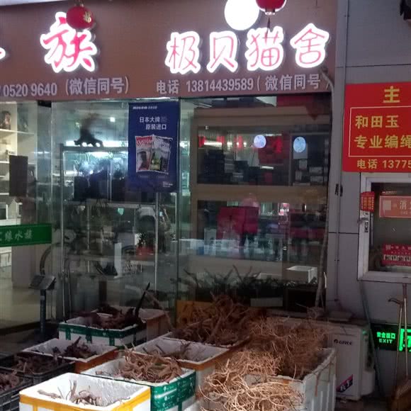 极贝猫舍:徐州市鼓楼区徐州老火车站附近