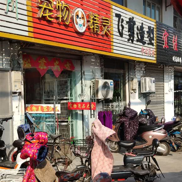 狗狗精灵:徐州市鼓楼区汉城附近